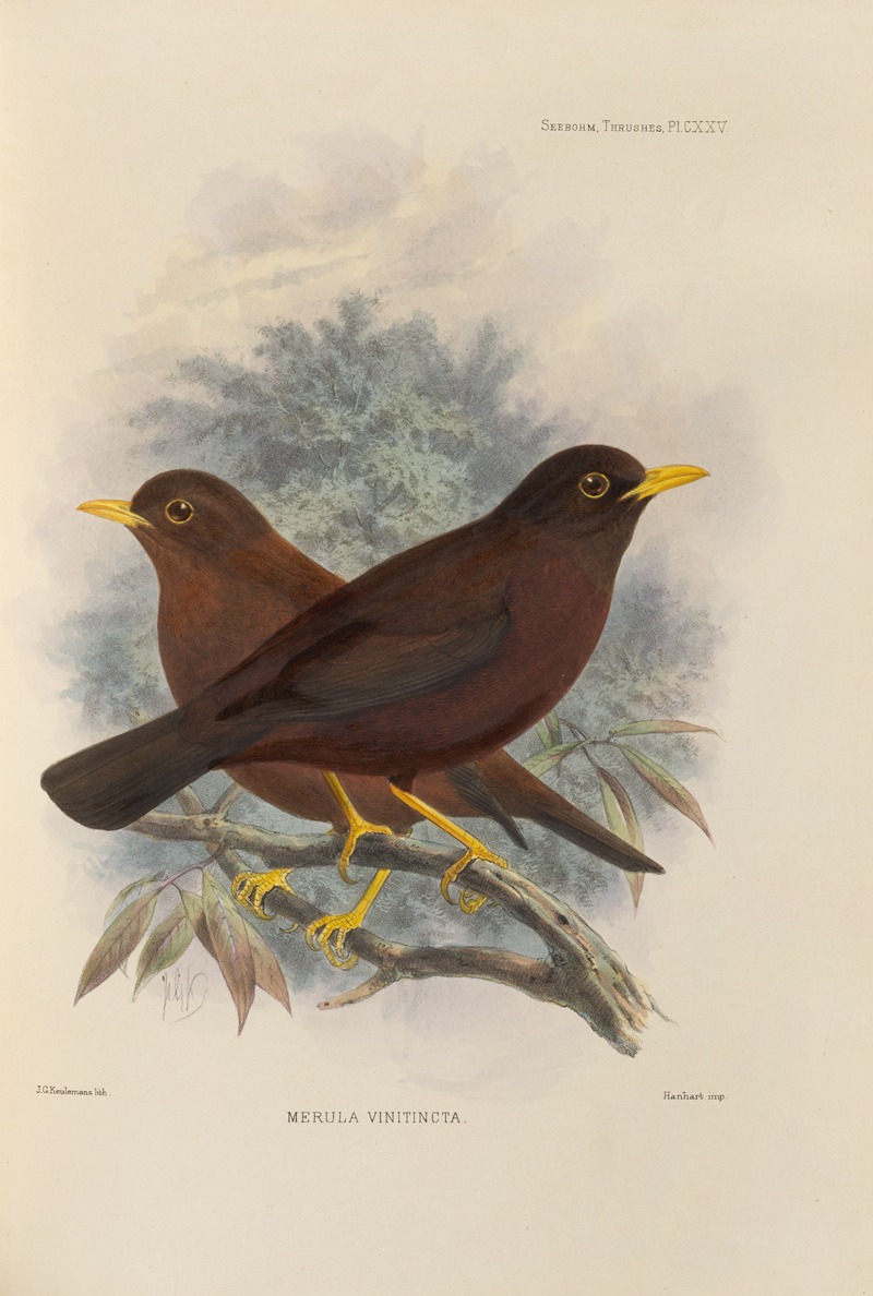 Merula Vinitincta by Henry Seebohm, 1899-1902 — digital art print download