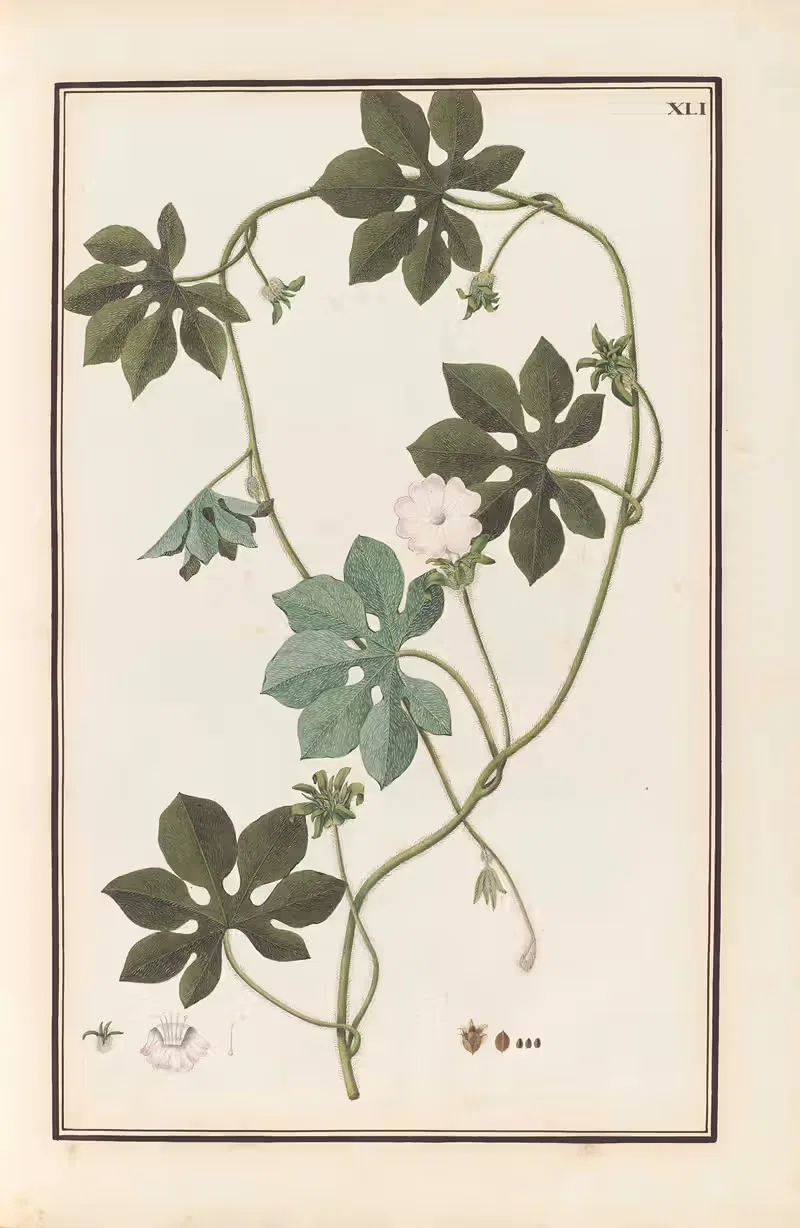 Stirpium imagines LXXV Pl.41 — Baldassare Cattrani
