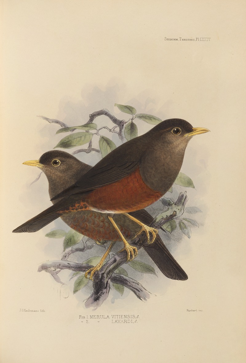 Merula Vitiensis, Merula Layardi. by Henry Seebohm, 1899-1902 — digital art print download