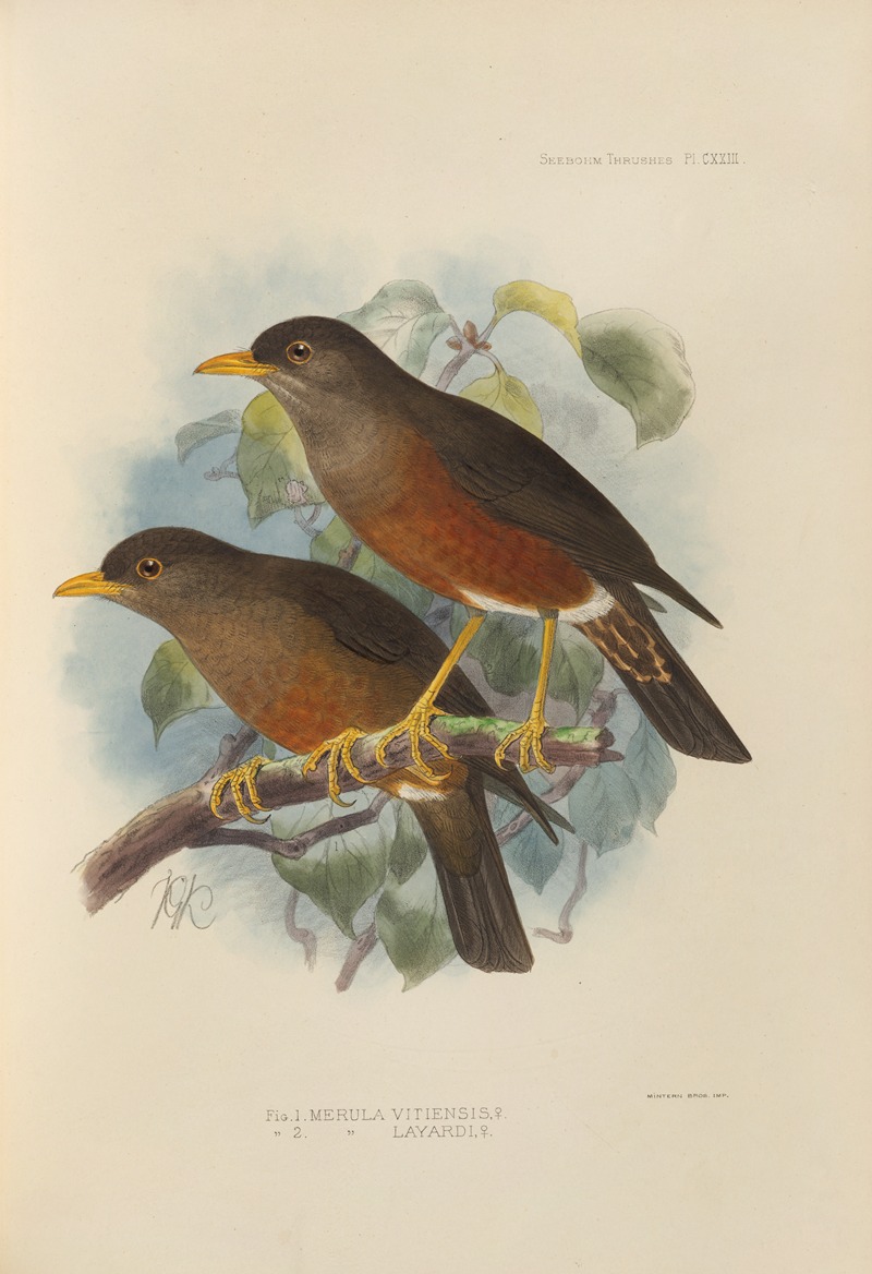 Merula Vitiensis, Merula Layardi — Henry Seebohm