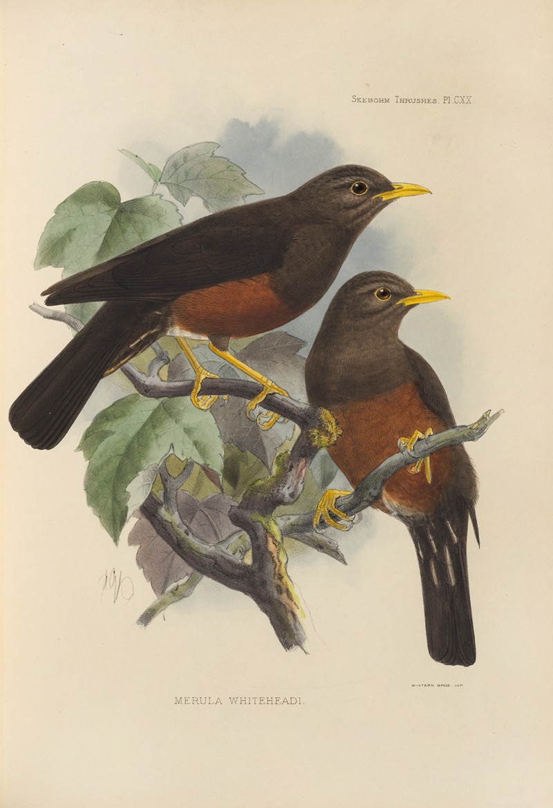 Merula Whiteheadi by Henry Seebohm, 1899-1902 — digital art print download
