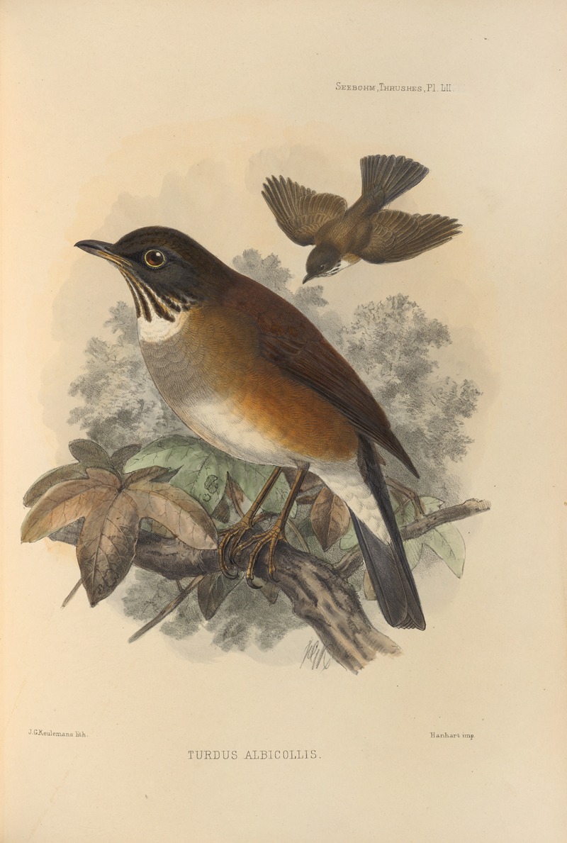 Turdus Albicollis by Henry Seebohm, 1899-1902 — digital art print download