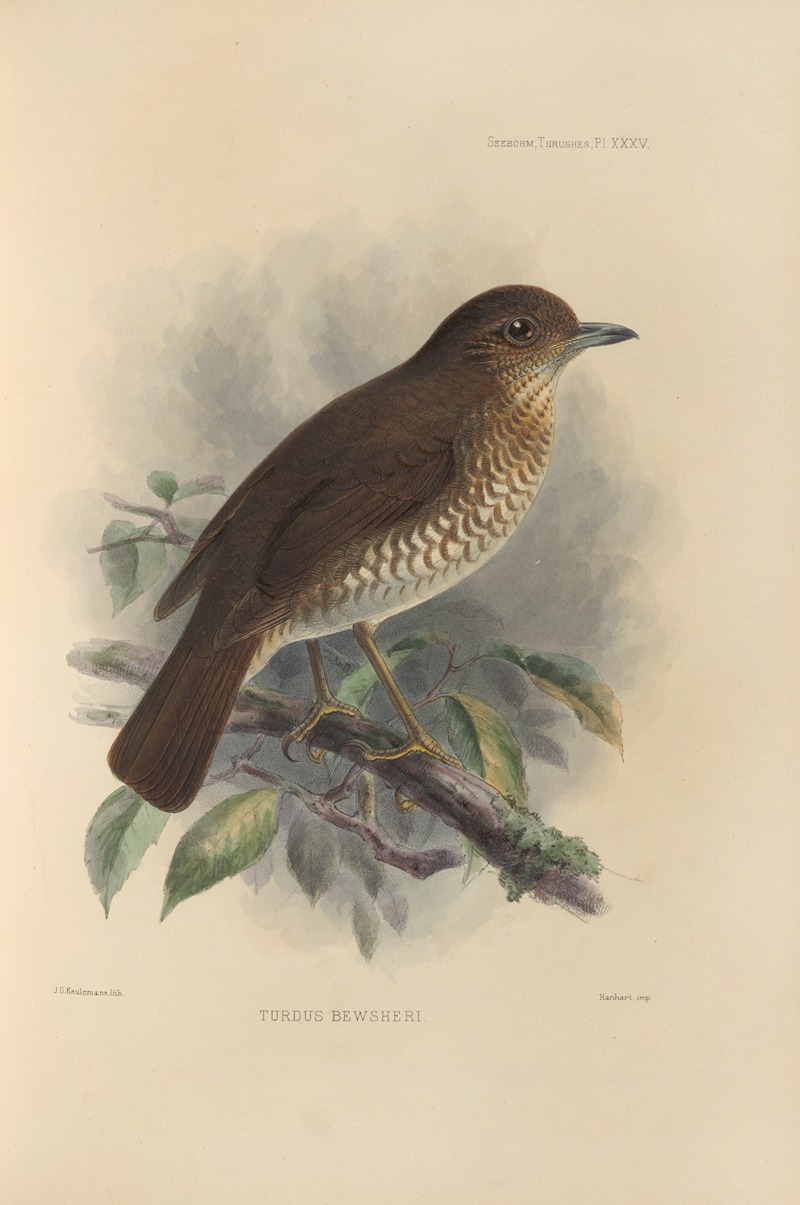 Turdus Bewsheri by Henry Seebohm, 1899-1902 — digital art print download