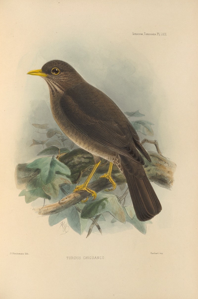 Turdus Chiguanco by Henry Seebohm, 1899-1902 — digital art print download