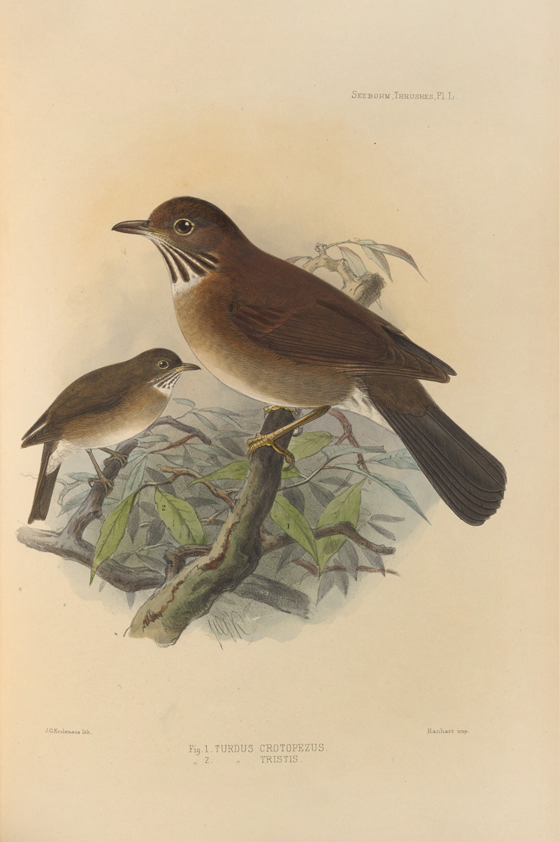 Turdus Crotopezus, Turdus Tristis by Henry Seebohm, 1899-1902 — digital art print download