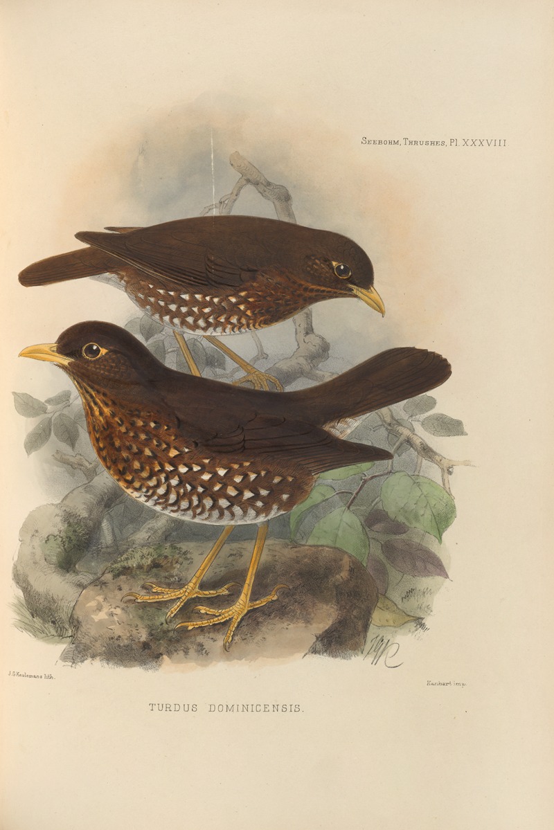 Turdus Dominicensis by Henry Seebohm, 1899-1902 — digital art print download