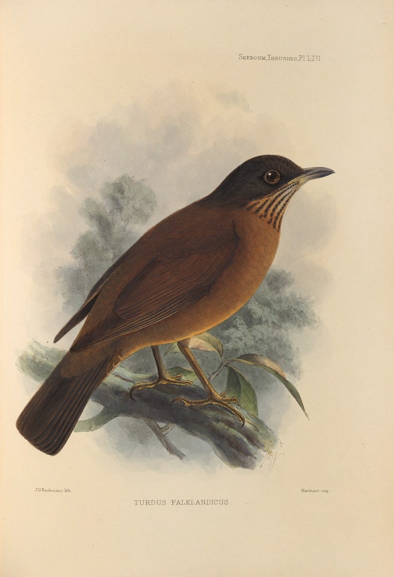 Turdus Falklandicus by Henry Seebohm, 1899-1902 — digital art print download