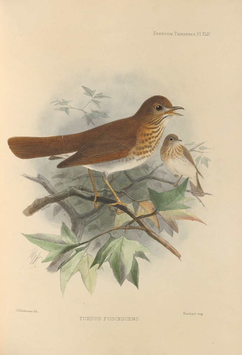 Turdus Fuscescens by Henry Seebohm, 1899-1902 — digital art print download
