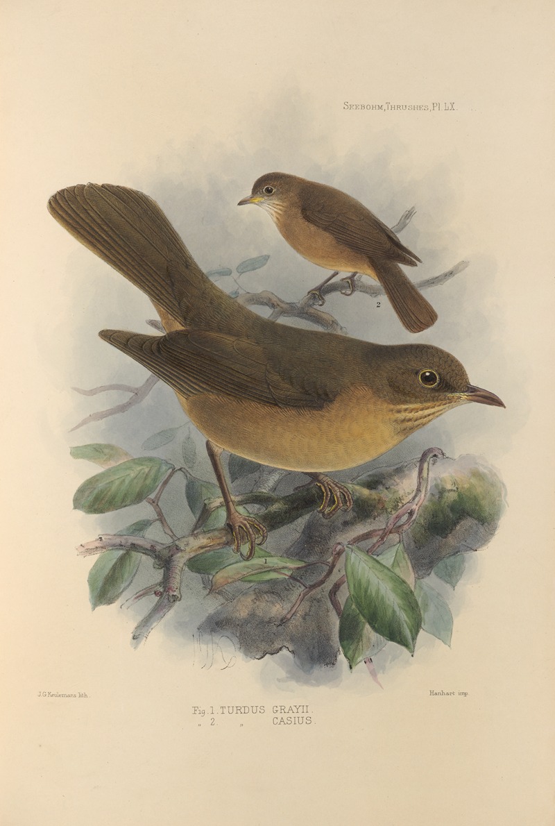 Turdus Grayii, Turdus Casius by Henry Seebohm, 1899-1902 — digital art print download
