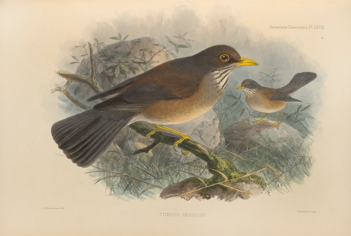 Turdus Graysoni by Henry Seebohm, 1899-1902 — digital art print download