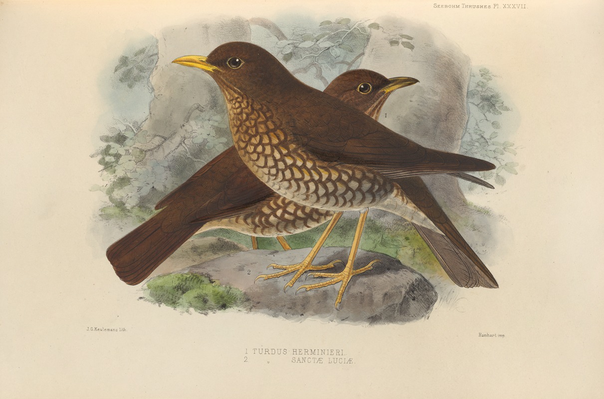 Turdus Herminieri, Turdus Sanctae-Luciae — Henry Seebohm