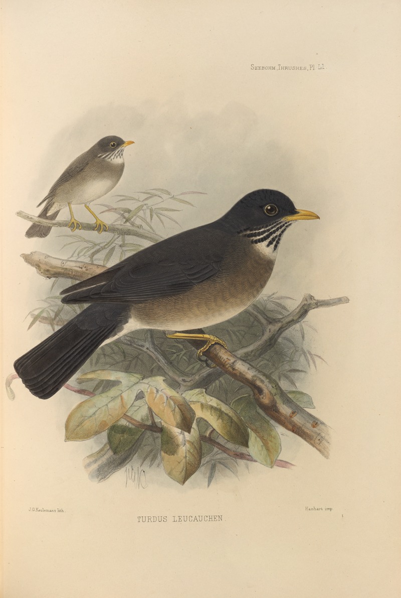 Turdus Leucauchen by Henry Seebohm, 1899-1902 — digital art print download