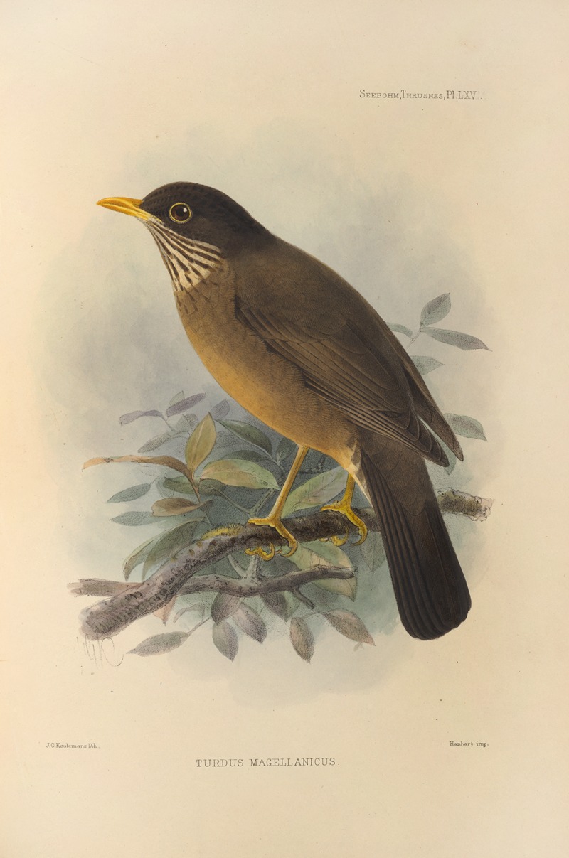 Turdus Magellanicus by Henry Seebohm, 1899-1902 — digital art print download