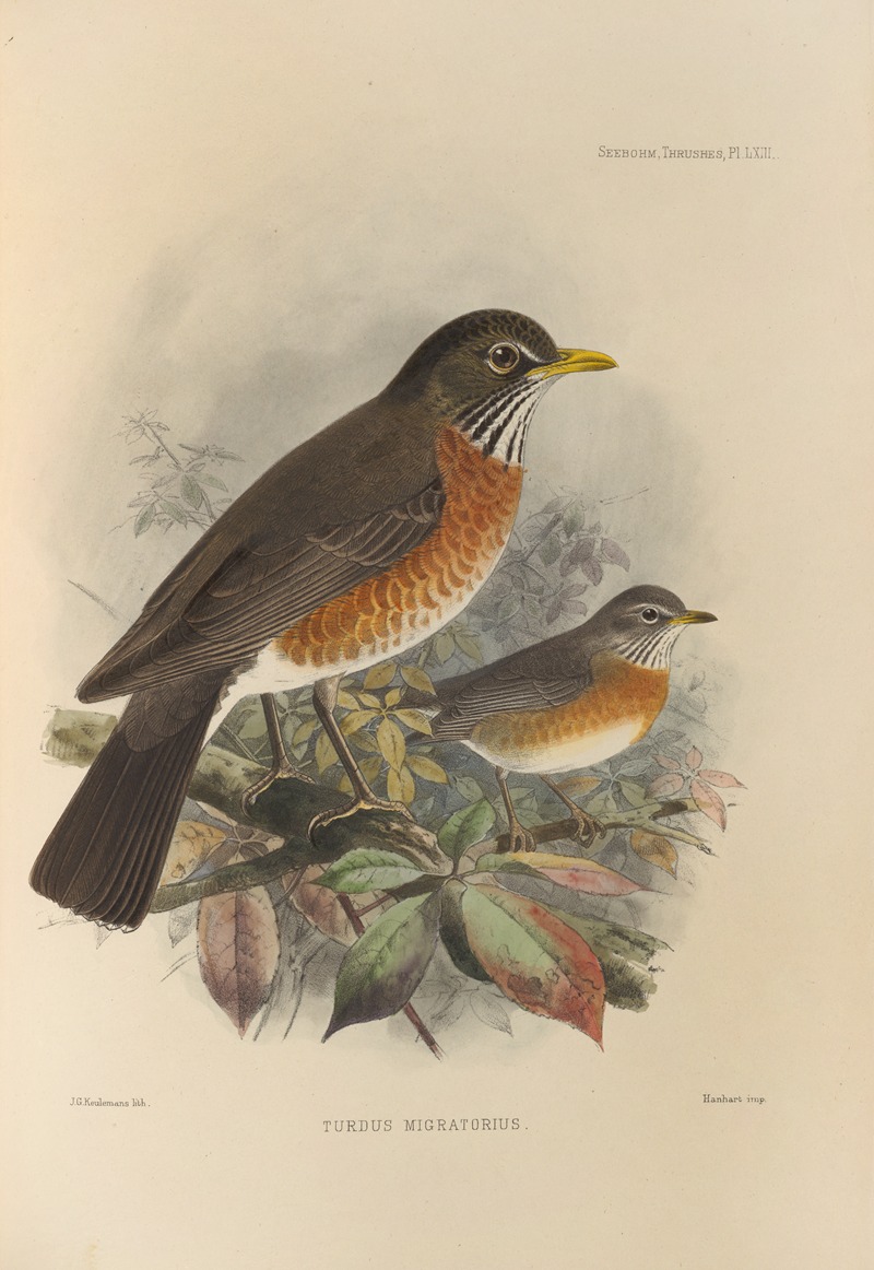 Turdus Migratorius. by Henry Seebohm, 1899-1902 — digital art print download