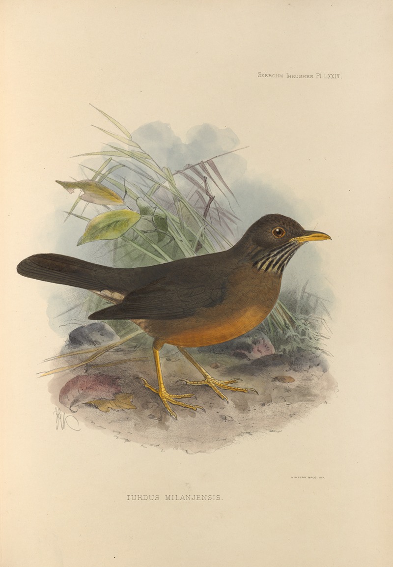 Turdus Milanjensis by Henry Seebohm, 1899-1902 — digital art print download