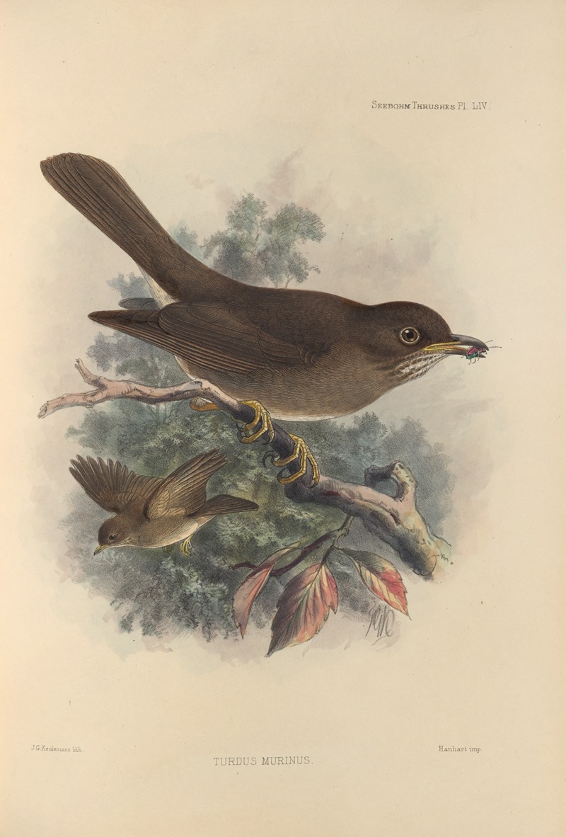 Turdus Murinus by Henry Seebohm, 1899-1902 — digital art print download