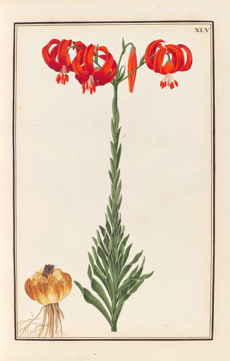 Stirpium imagines LXXV Pl.45 — Baldassare Cattrani