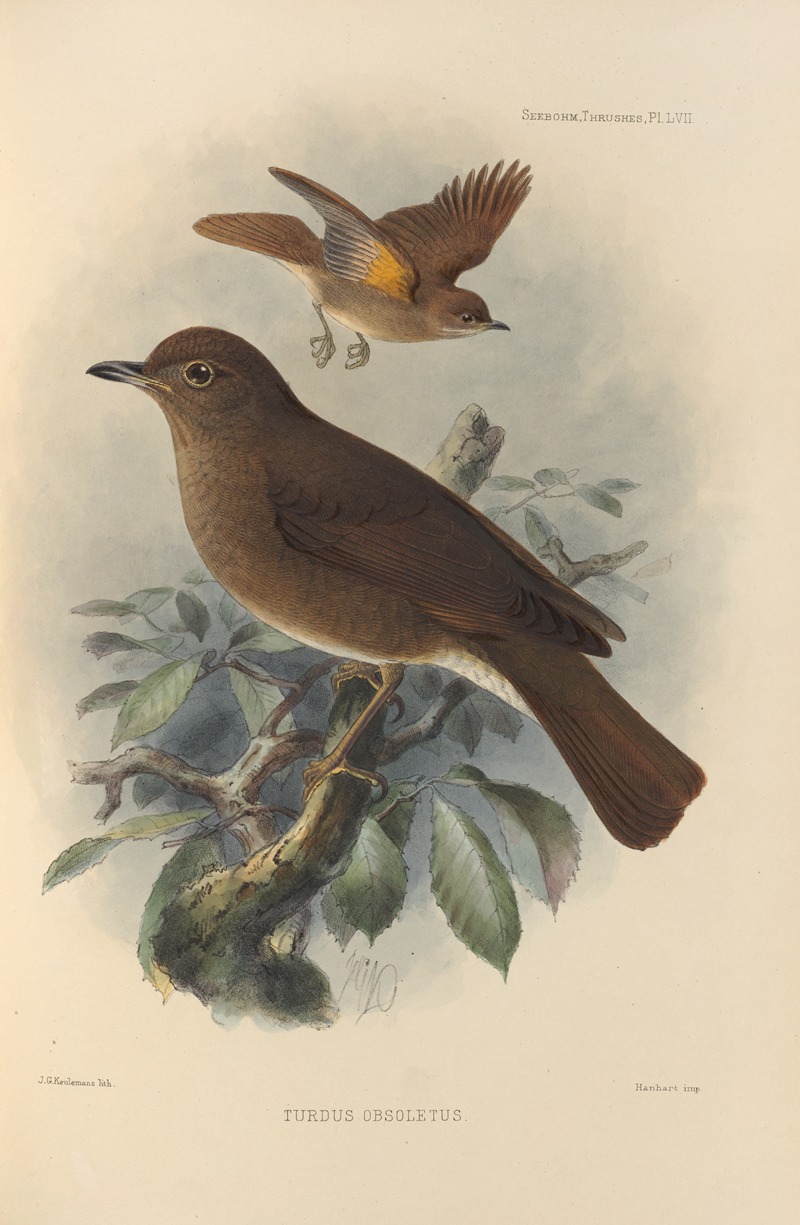 Turdus Obsoletus by Henry Seebohm, 1899-1902 — digital art print download