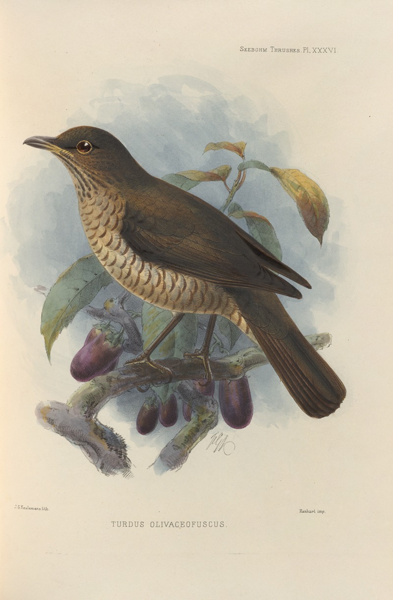 Turdus Olivaceofuscus by Henry Seebohm, 1899-1902 — digital art print download
