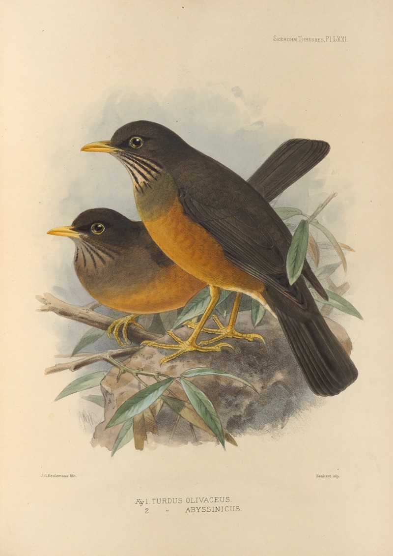 Turdus Olivaceus, Abyssinicus by Henry Seebohm, 1899-1902 — digital art print download