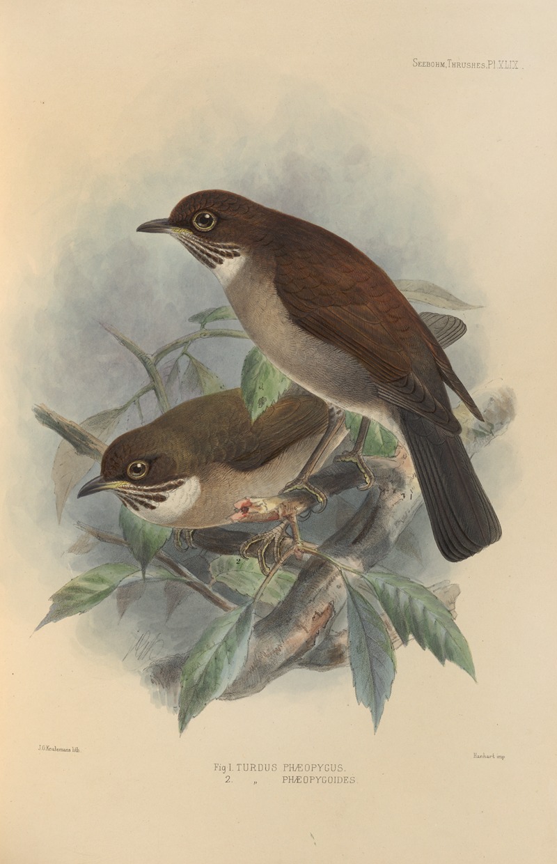Turdus Phaeopygus, Turdus Phaeopygoides by Henry Seebohm, 1899-1902 — digital art print download