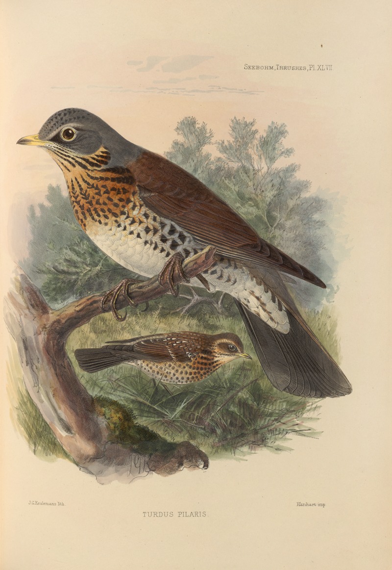 Turdus Pilaris by Henry Seebohm, 1899-1902 — digital art print download