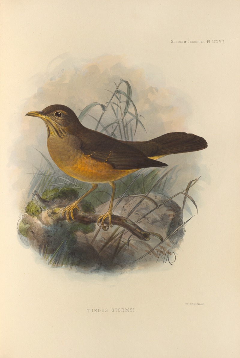 Turdus Stormsi by Henry Seebohm, 1899-1902 — digital art print download
