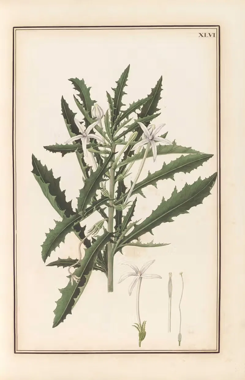 Stirpium imagines LXXV Pl.46 — Baldassare Cattrani