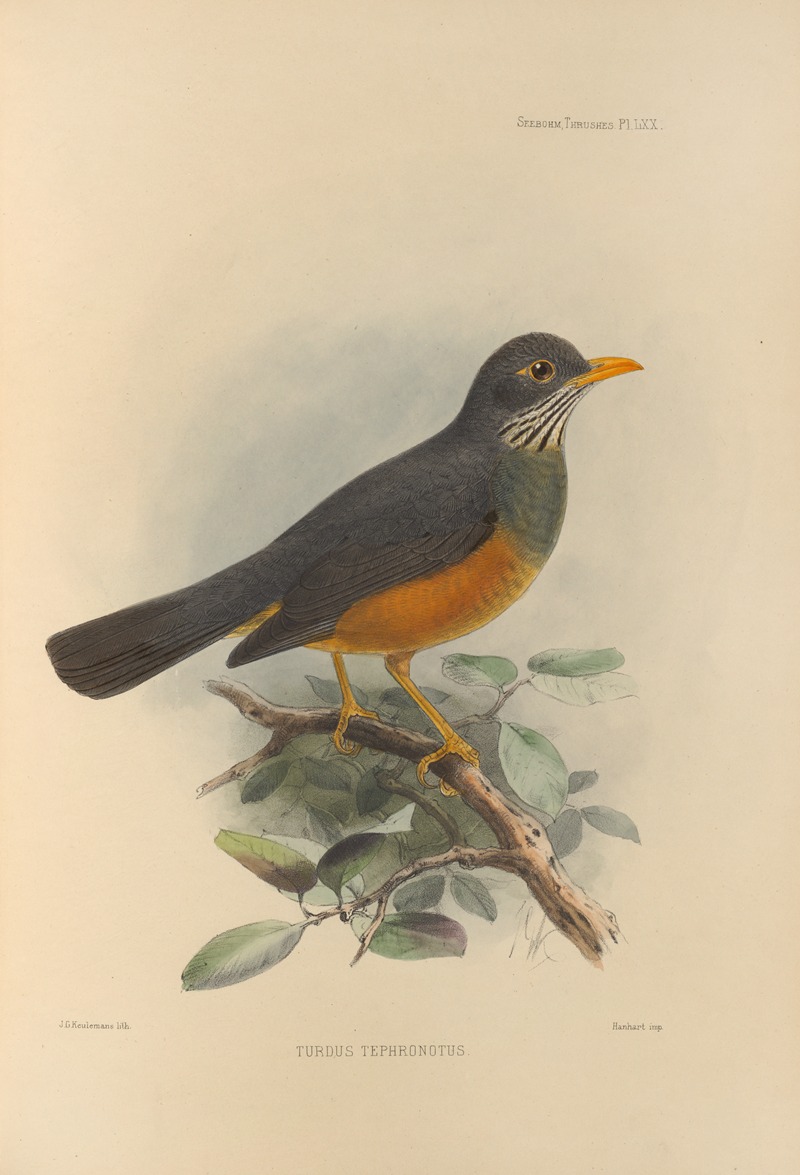 Turdus Tephronotus by Henry Seebohm, 1899-1902 — digital art print download