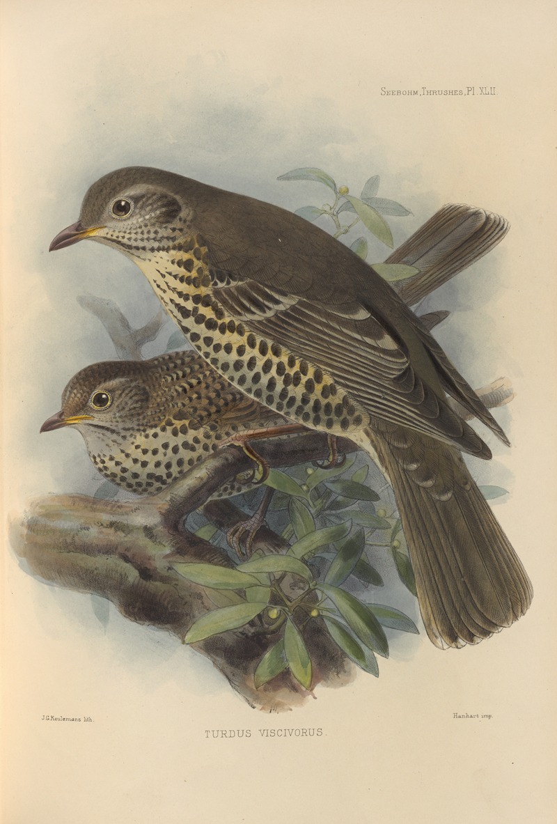 Turdus Viscivorus by Henry Seebohm, 1899-1902 — digital art print download