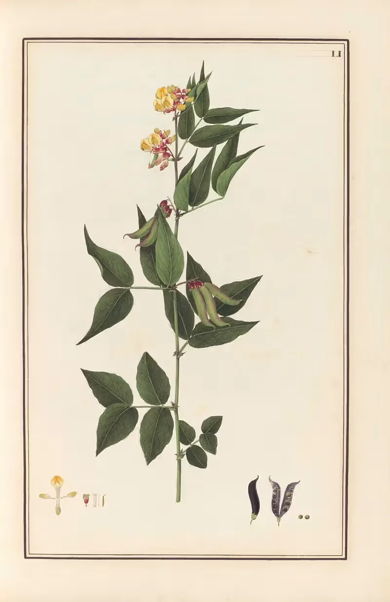 Stirpium imagines LXXV Pl.51 — Baldassare Cattrani