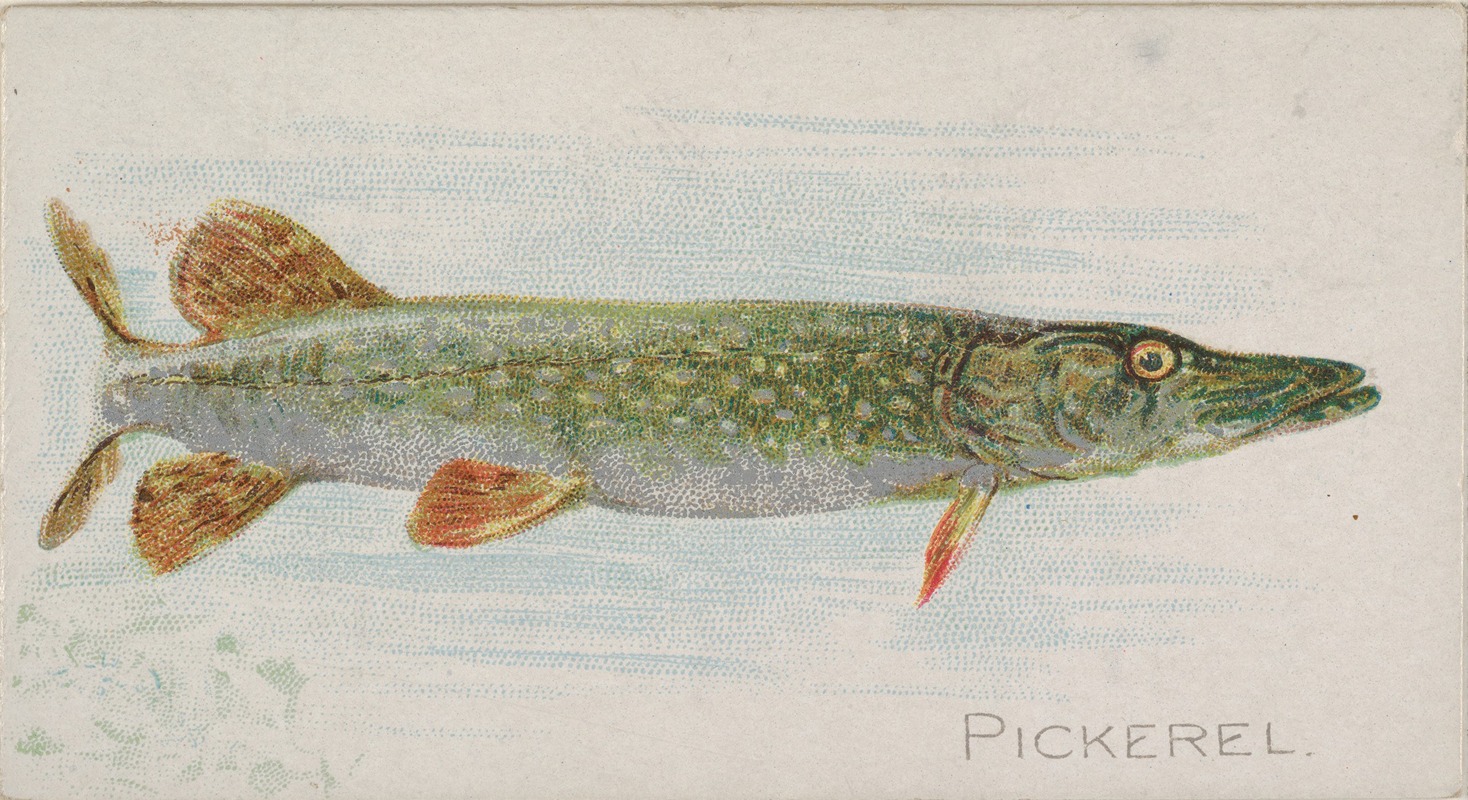Pickerel by Аллен и Гинтер, 1889 — digital art print download