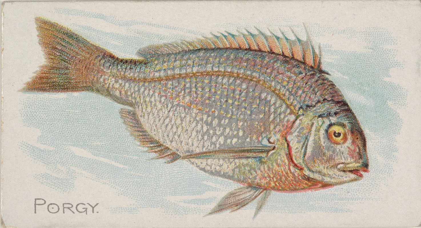 Porgy by Аллен и Гинтер, 1889 — digital art print download