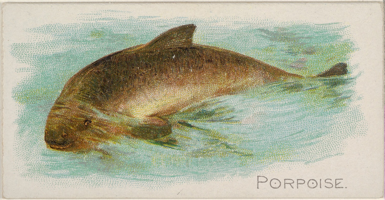 Porpoise by Аллен и Гинтер, 1889 — digital art print download
