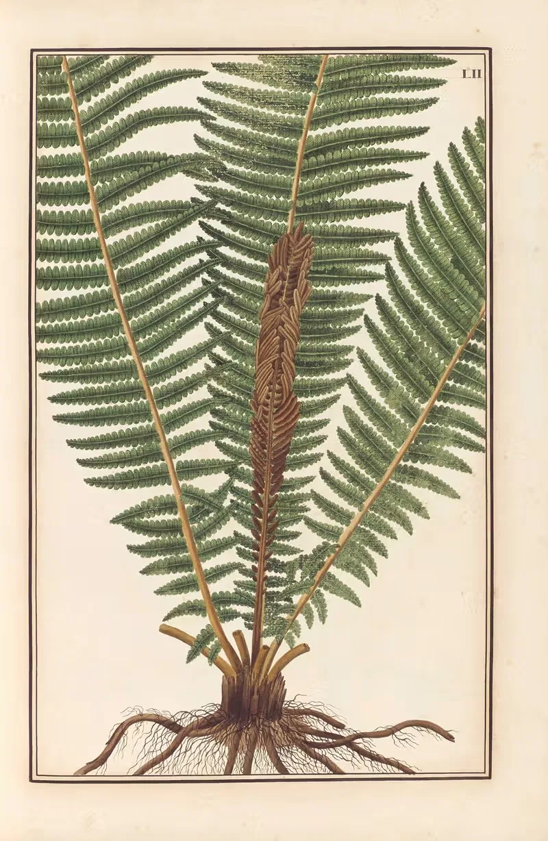 Stirpium imagines LXXV Pl.52 — Baldassare Cattrani