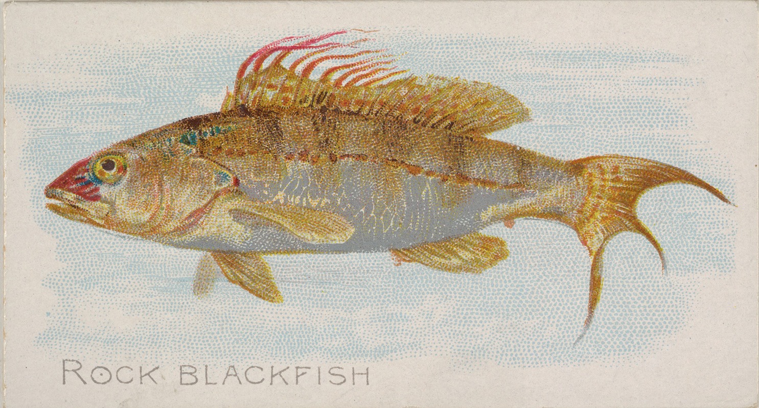 Rock Blackfish by Аллен и Гинтер, 1889 — digital art print download