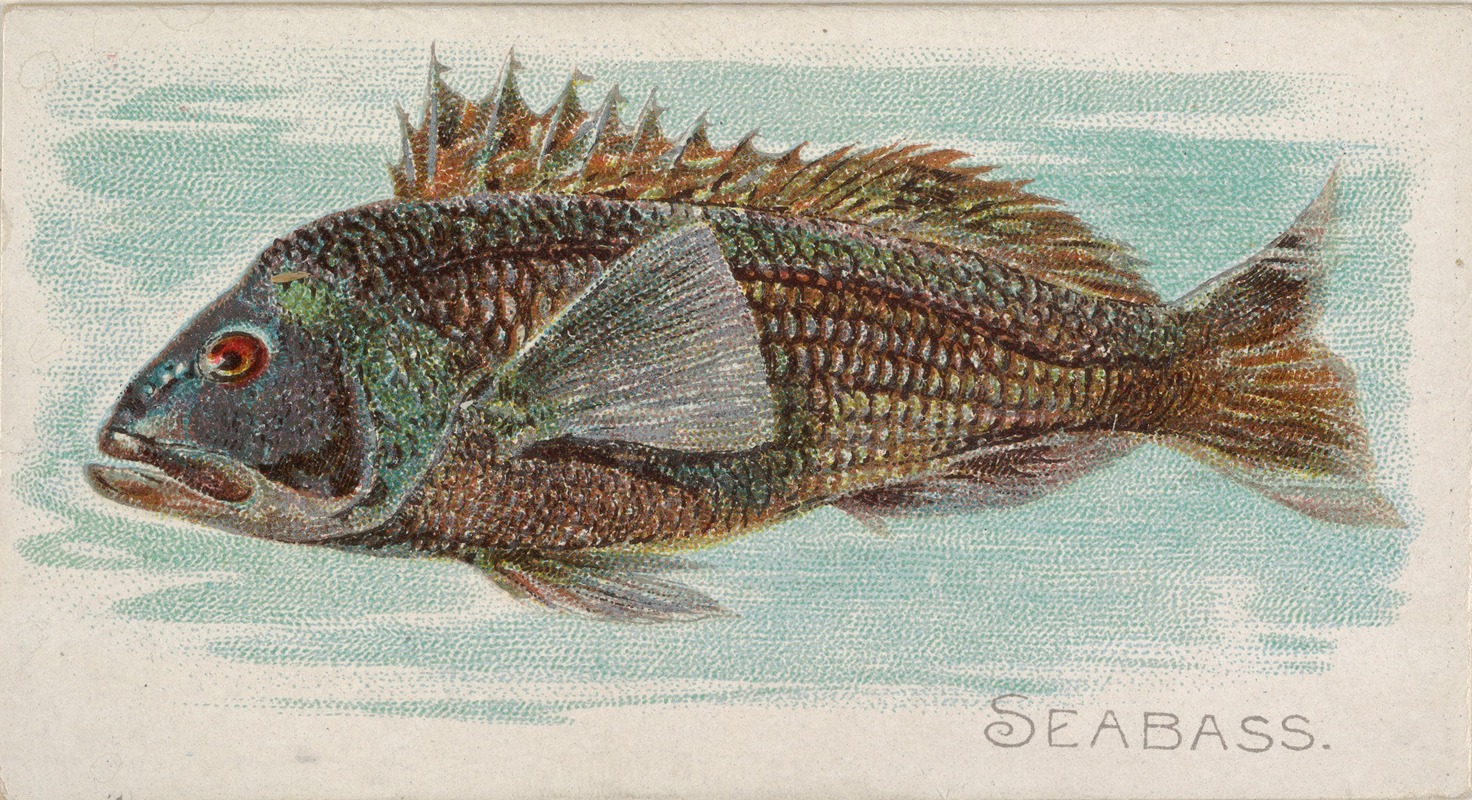 Sea Bass by Аллен и Гинтер, 1889 — digital art print download