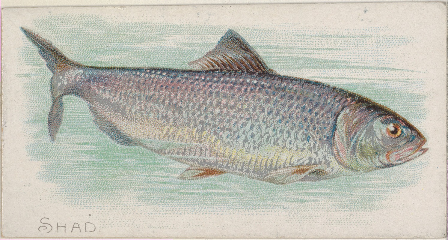 Shad by Allen & Ginter, 1889 — digital art print download