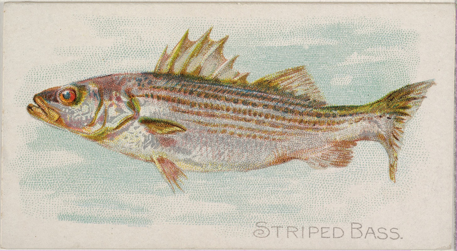 Striped Bass by Аллен и Гинтер, 1889 — digital art print download