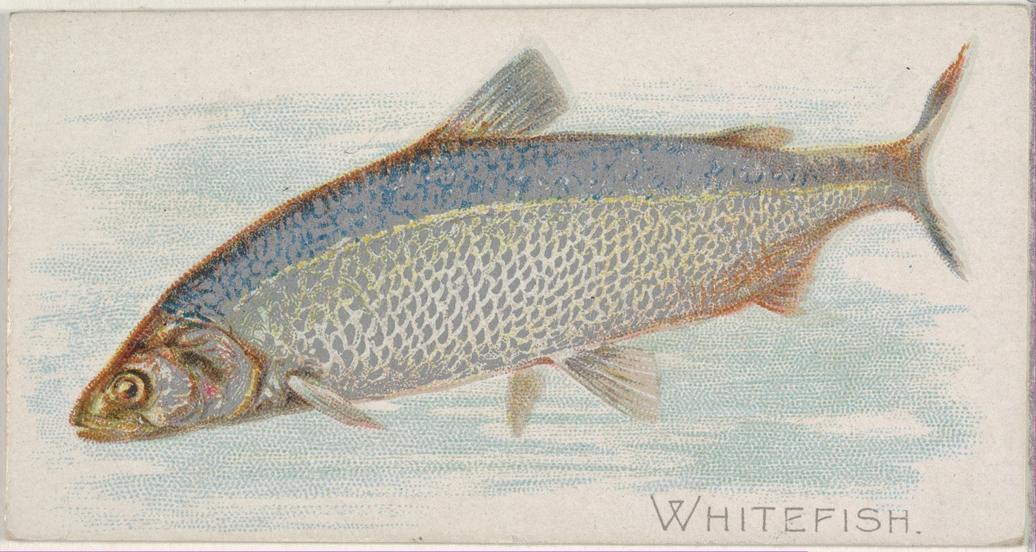 Whitefish by Аллен и Гинтер, 1889 — digital art print download