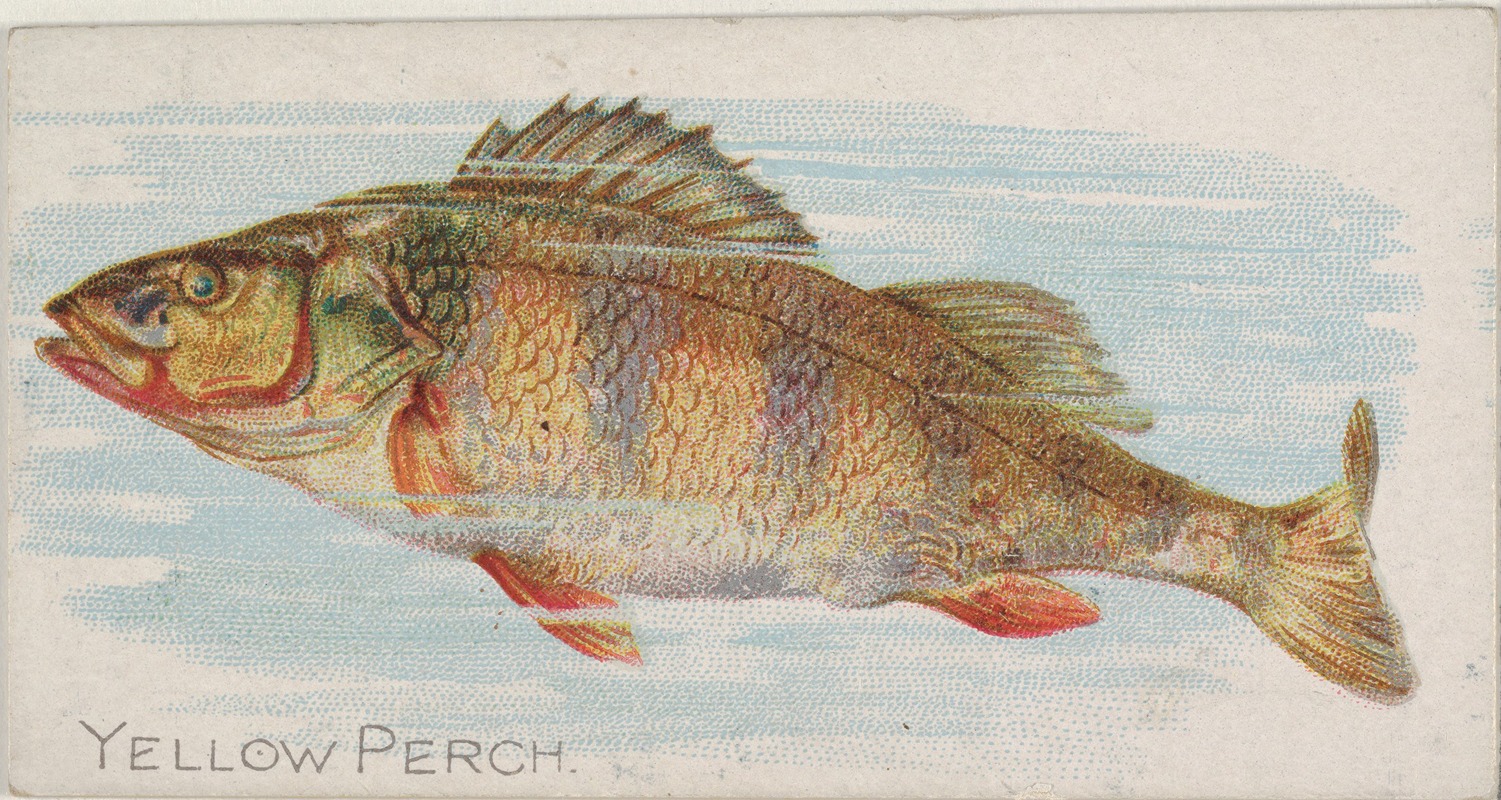 Yellow Perch by Аллен и Гинтер, 1889 — digital art print download