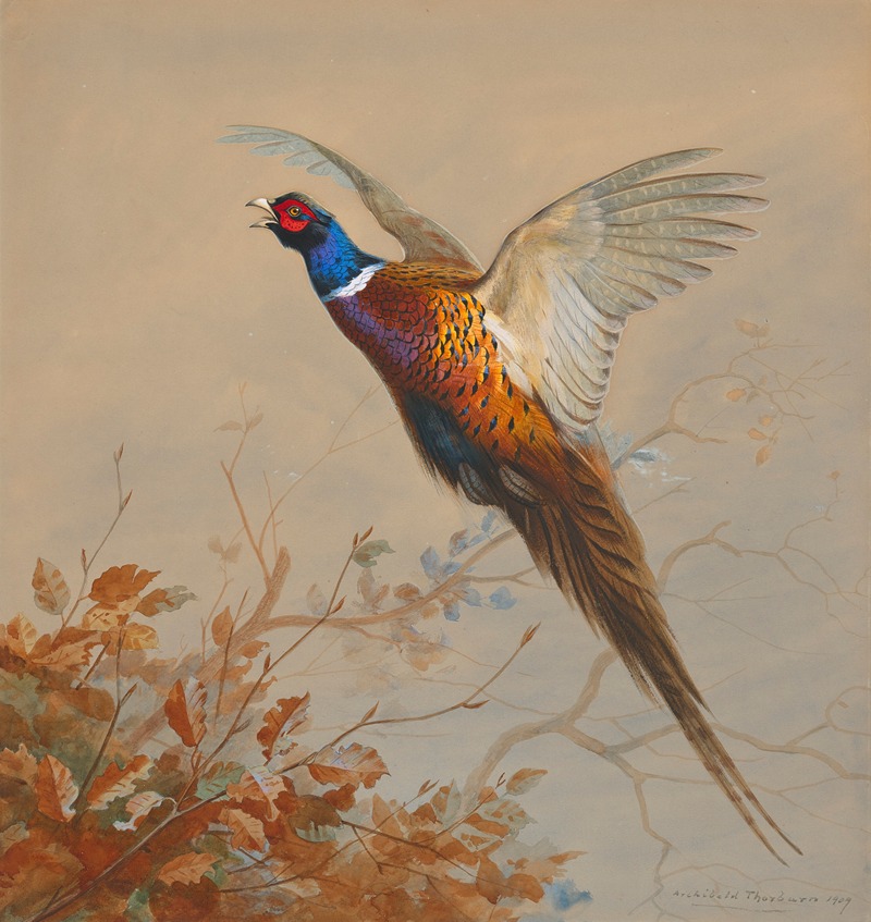 A cock pheasant in flight by Арчибальд Торберн, 1909 — digital art print download
