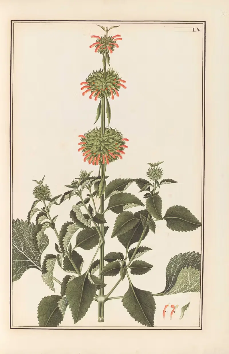 Stirpium imagines LXXV Pl.55 — Baldassare Cattrani