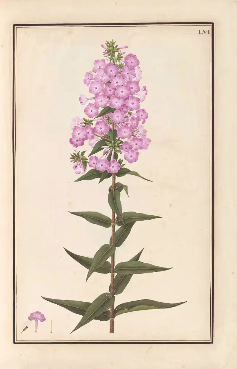 Stirpium imagines LXXV Pl.56 — Baldassare Cattrani