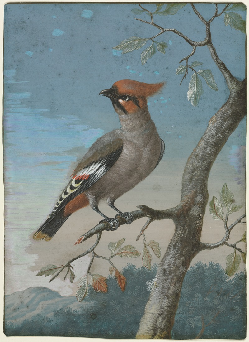 Bohemian Waxwing by George Edwards — digital art print download