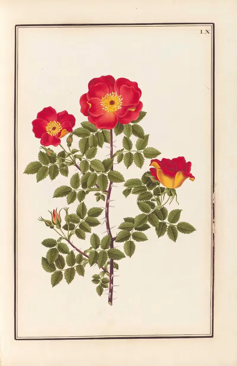 Stirpium imagines LXXV Pl.60 — Baldassare Cattrani