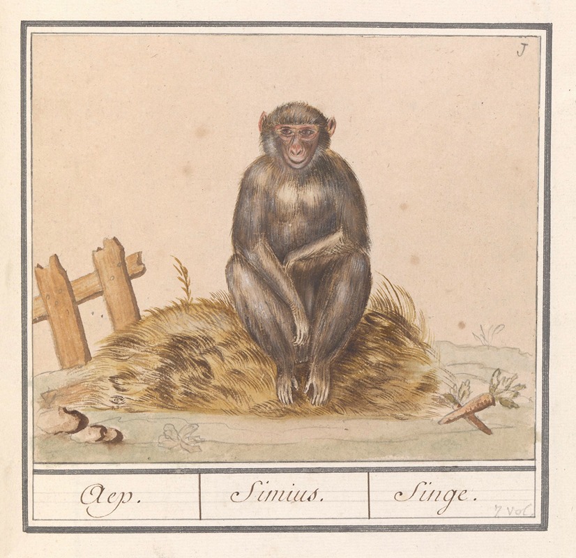 Aap (Primates) Aep. Simius. Singe by Anselmus Boëtius de Boodt, 1596-1610 — digital art print download