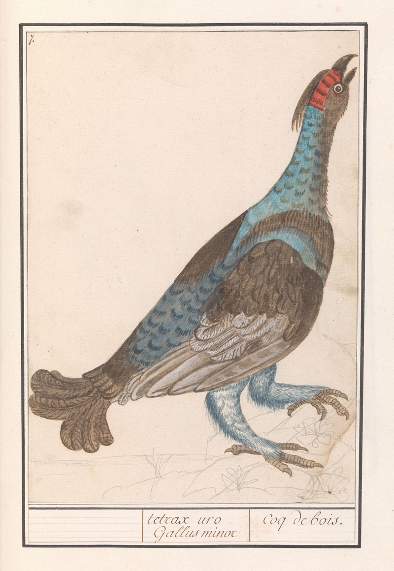 Auerhoen (Tetrao urogallus). — Anselmus Boëtius de Boodt
