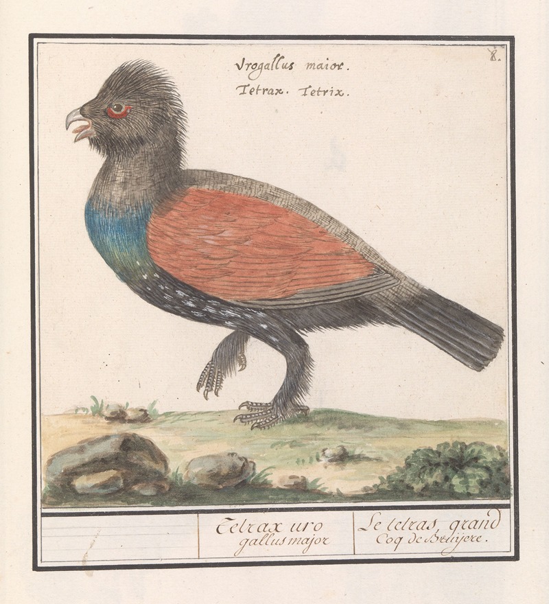 Auerhoen (Tetrao urogallus) — Anselmus Boëtius de Boodt