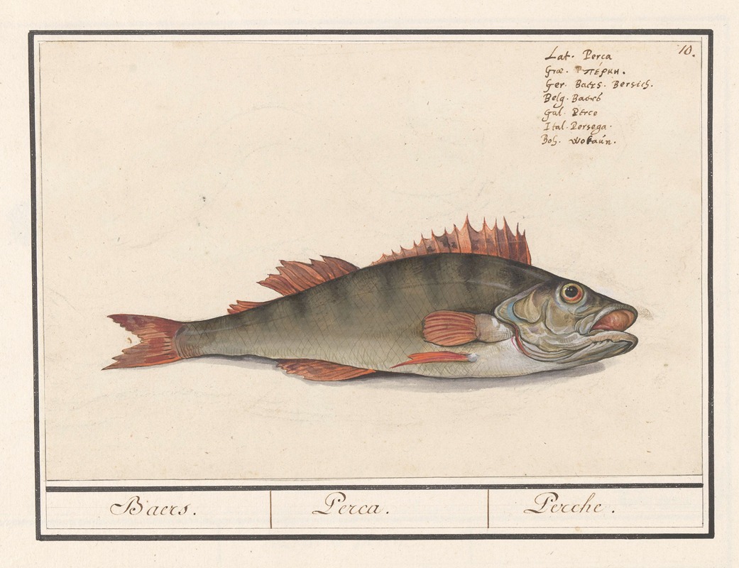 Baars (Perca fluviatilis) Baers. Perca. Perche. by Anselmus Boëtius de Boodt, 1596-1610 — digital art print download